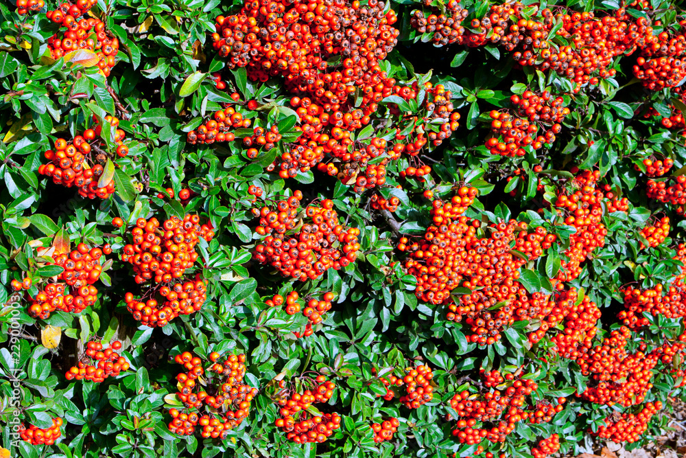 Pyracantha Hedge with Berries