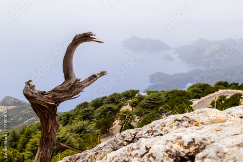 Dry tree on the mountain road and on the background of the blue sea