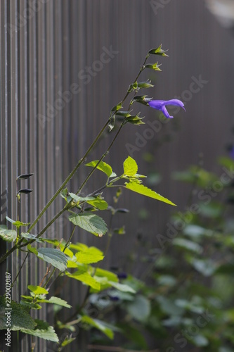 violet flower like talkative bird (Anise-scented sage)