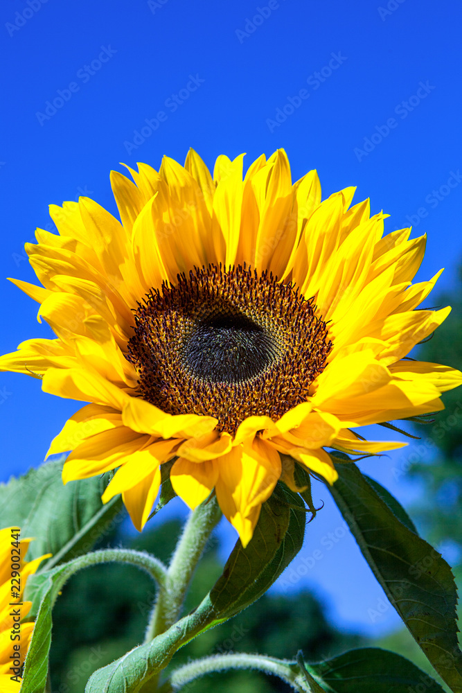 Sunflower. Close up of a bright yellow sunflower, helianthus, against a blue sky. Sunflower. Close up of a bright yellow sunflower, helianthus, against a blue sky.