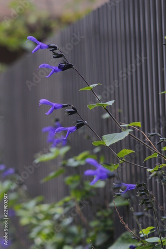 violet flower like talkative bird (Anise-scented sage)
