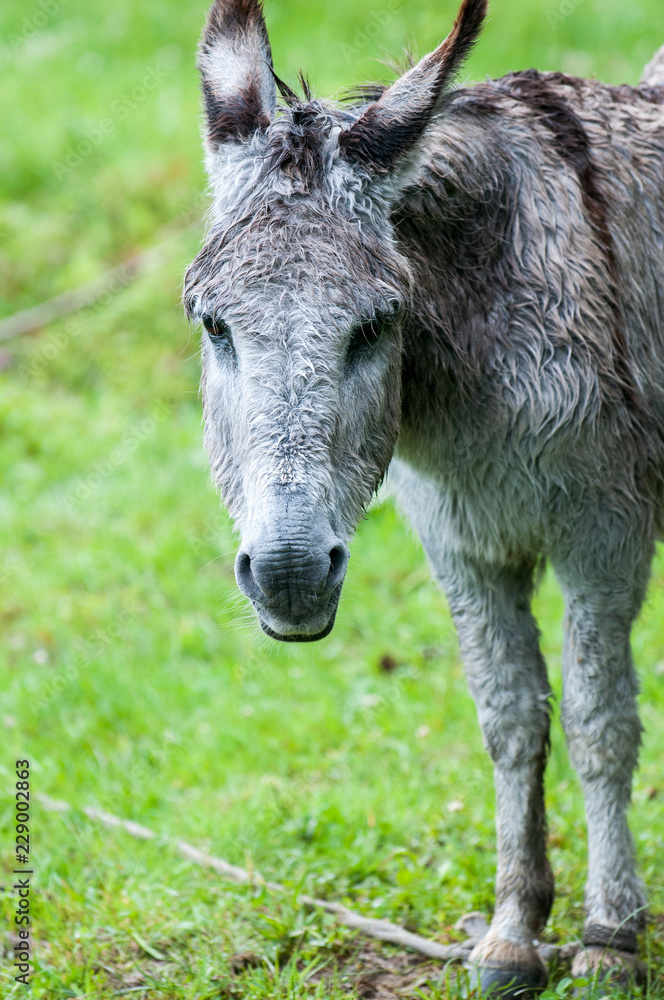 Fototapeta premium Big grey donkey, close up portrait, Pets in the village