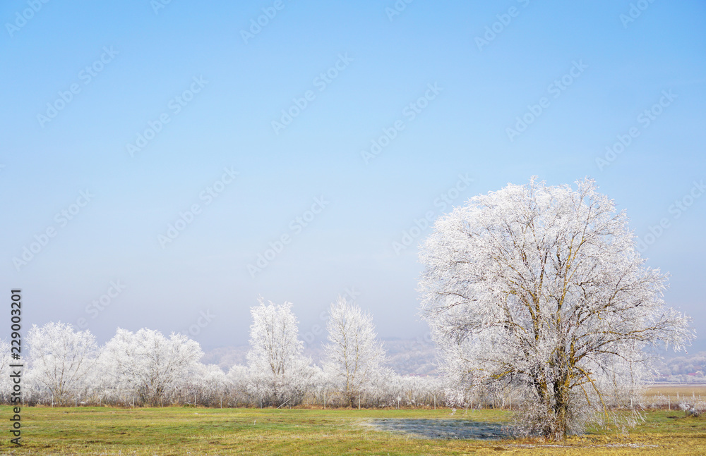 Frozen tree on winter field with blue sky/for background Frozen tree on winter field with blue sky/for background