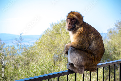 The famous apes of Gibraltar