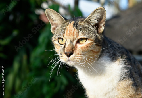 Multicolored cat sits on a brick wall on a blurred background