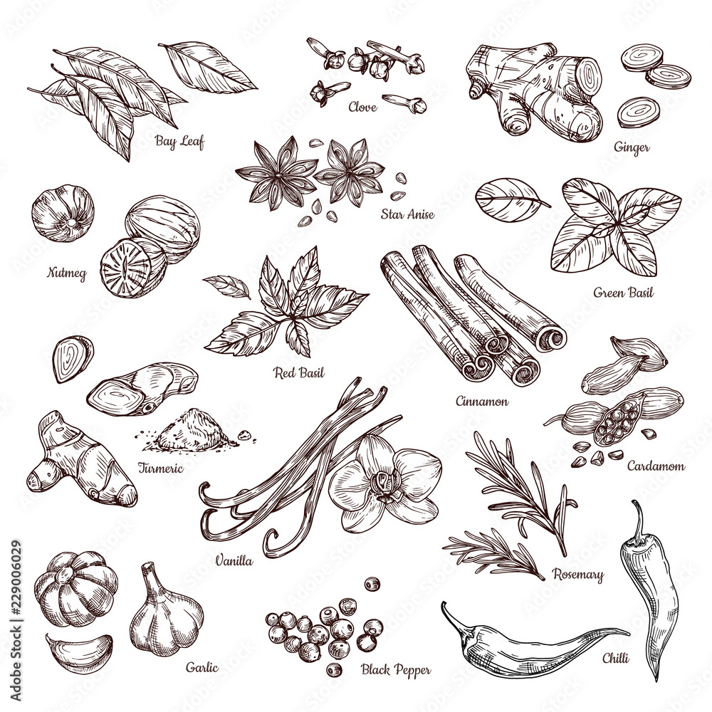 Hand drawn spices. Vanilla and pepper, cinnamon and garlic. Sketch kitchen herbs isolated vector set. Illustration of ingredient herb, garlic and spice for cooking - obrazy, fototapety, plakaty 