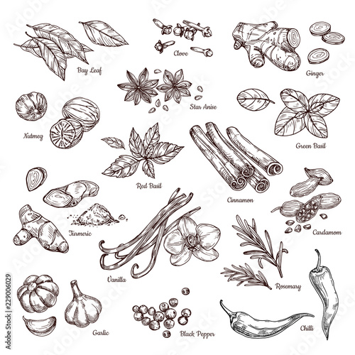 Hand drawn spices. Vanilla and pepper, cinnamon and garlic. Sketch kitchen herbs isolated vector set. Illustration of ingredient herb, garlic and spice for cooking photo