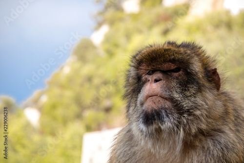 The famous apes of Gibraltar