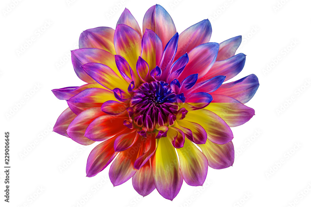 Obraz premium collage, flower dahlia on white background in isolation