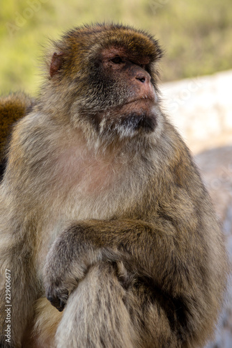 The famous apes of Gibraltar