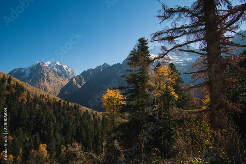 Landscape beautiful mountains with forest and pines and blue sky with sun rays and highlights in the Caucasus in Russia Dombay photo