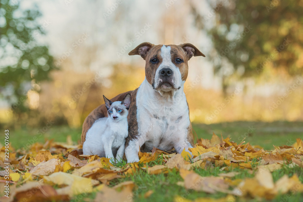 Little kitten and dog sitting on the lawn with falling leaves in autumn