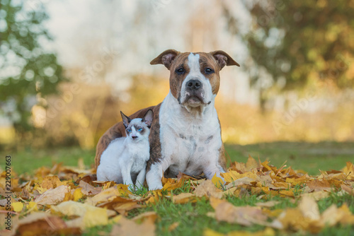 Little kitten and dog sitting on the lawn with falling leaves in autumn © Rita Kochmarjova