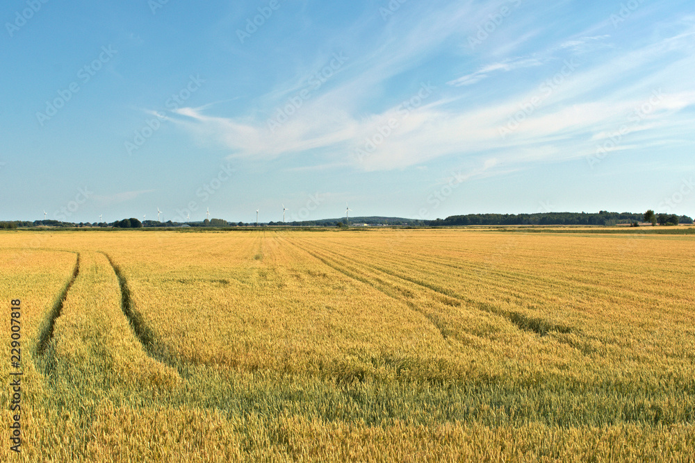Beautiful field of wheat agricultural farming with tractor tracks in wheat field Beautiful field of wheat agricultural farming with tractor tracks in wheat field