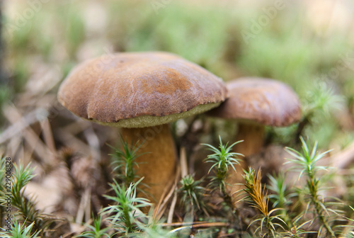 Wild Polish mushrooms (Imleria badia) in green moss