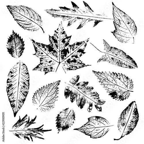 Isolated black stamps of leaves of tree, bush and plants on white background. Leaf ink print. Set of plant imprint.