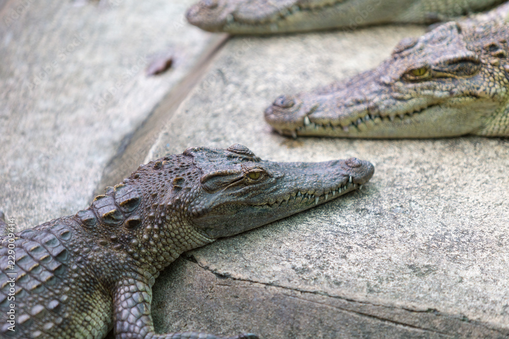 Obraz premium crocodile in the zoo