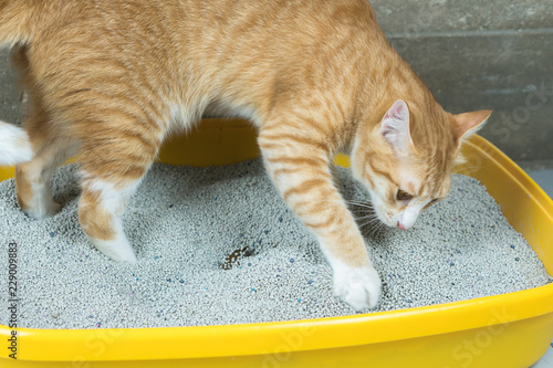 Fototapeta Naklejka Na Ścianę i Meble -  Cats are digested after excretion.