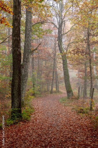 Misty Forest Walk Path © Mats