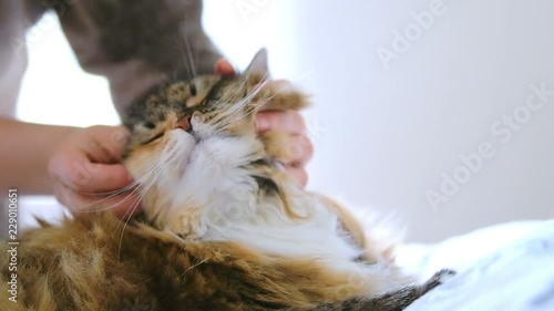 Closeup, slow motion of woman, female hand touching, petting calico, maine coon cat head, behind ears on bed in bedroom, room with pillows, shaking