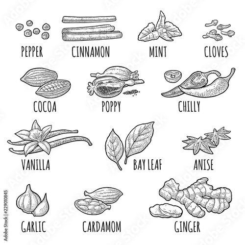 Set spices. Vintage vector engraved illustration isolated on white