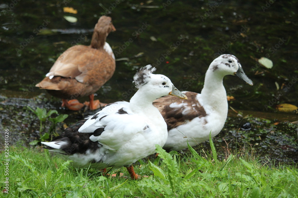 Ducks Ducks