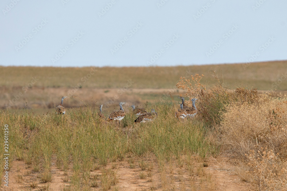 Fototapeta premium Great Bustard ( Otis Tarda) in North Spain.