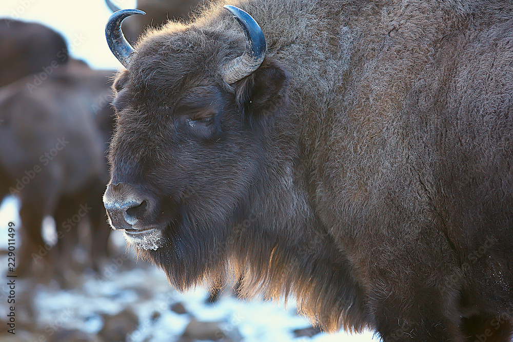 Aurochs bison in nature / winter season, bison in a snowy field, a large bull bufalo Aurochs bison in nature / winter season, bison in a snowy field, a large bull bufalo