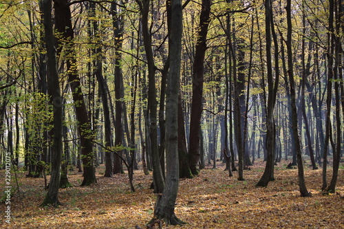 forest