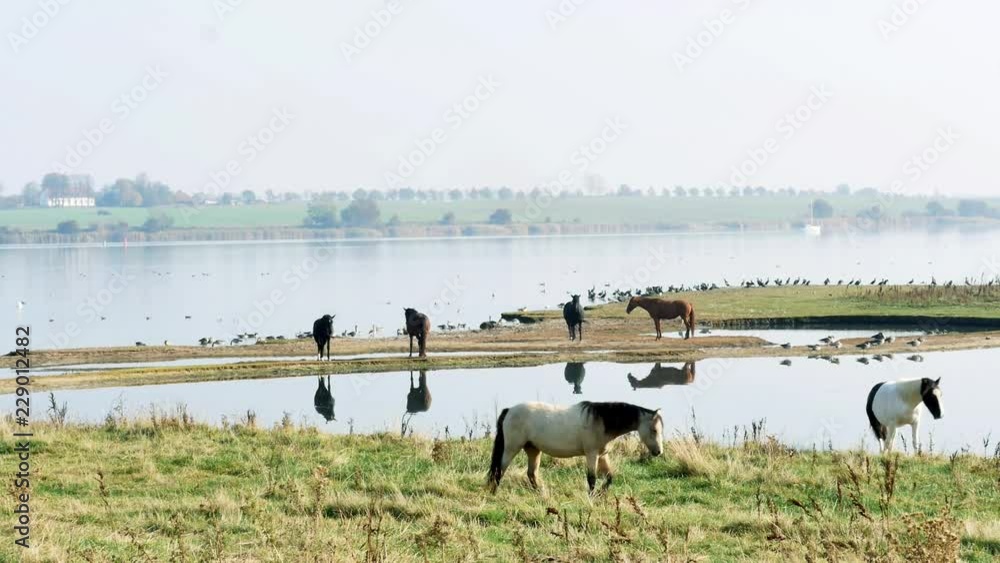 Island Poel, horses and birds on a misty day in fall or autumn Island Poel, horses and birds on a misty day in fall or autumn