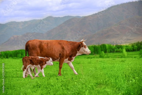 Cow and calf walking on a green meadow