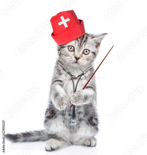 Kitten with stethoscope on his neck standing on hind legs and holding pointing stick. isolated on white background