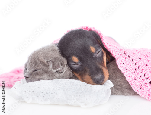 Puppy and kitten are sleeping together on pillow under blanket. isolated on white background
