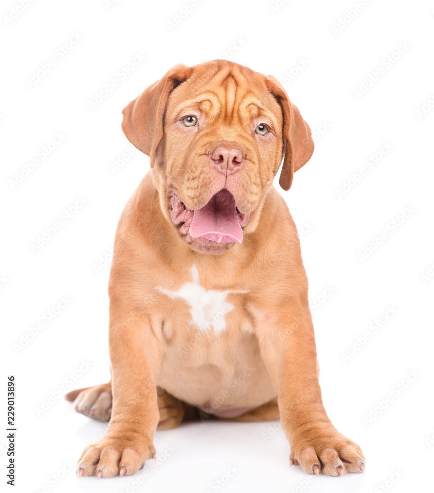 Portrait of a Bordeaux puppy sitting in front view. isolated on white background