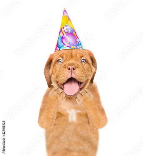 Shocked puppy with birthday hat. isolated on white background