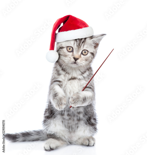 kitten in christmas hat holding pointing stick. isolated on white background. Space for text