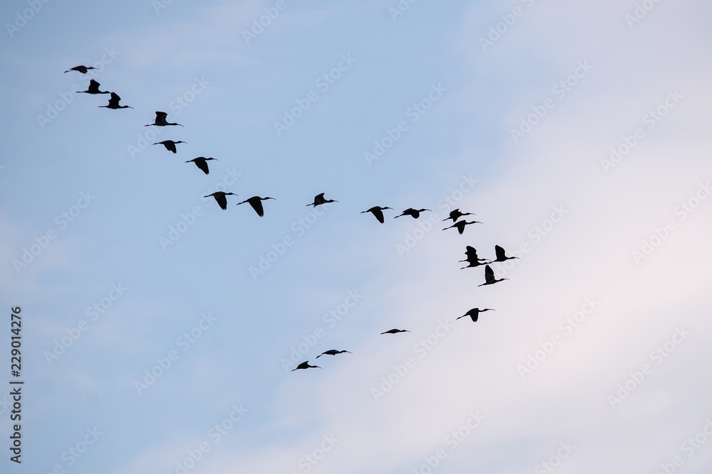 Obraz premium Çeltikçi » Glossy Ibis » Plegadis falcinellus