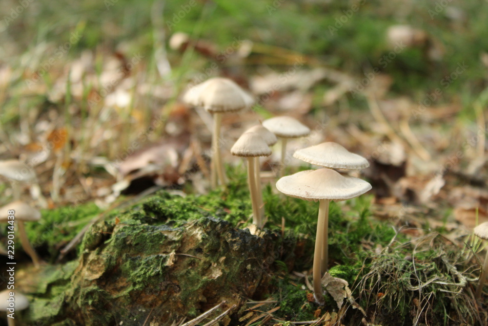 Mushroom Mushroom