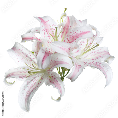 Fototapeta Naklejka Na Ścianę i Meble -  A branch of delicate white lilies with pink specks isolated.