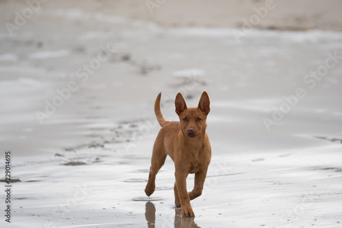 kelpie puppy at the beach photo