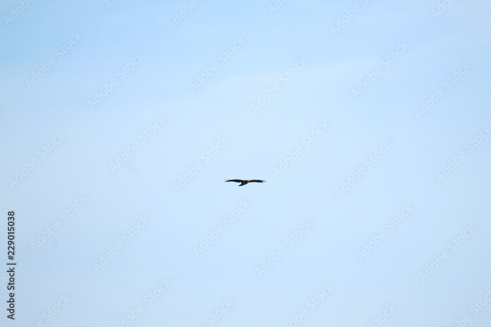 Flying Bird Flying Bird