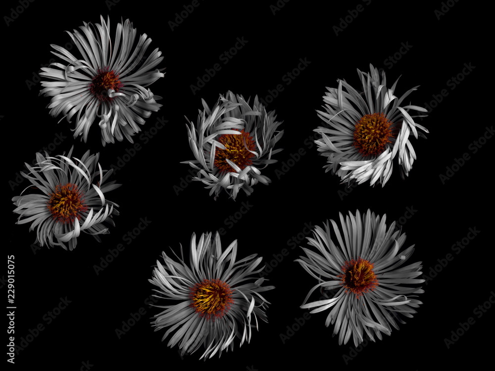 Isolated Bright flowers on a black background. Isolated Bright flowers on a black background.