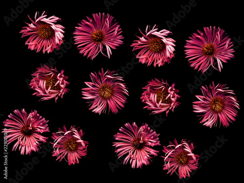 Isolated Bright flowers on a black background.