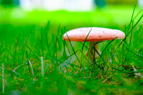 Wild red amanita or agaric poisonous mushroom in autumn forest closeup