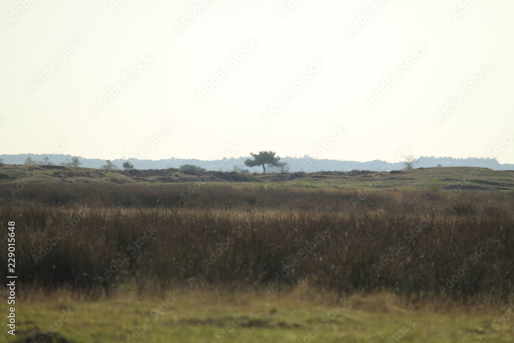Forest Landscape Forest Landscape