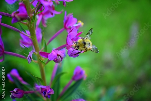 Bumble bee (Bombus huntii, Hymenoptera, Apidae, Bombinae) collecting pollen and nectar from wild flowers along hiking trails to Doughnut Falls in Big Cottonwood Canyon, in the Wasatch front Rocky Moun © Jeremy