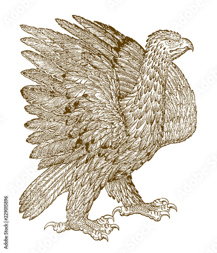 Golden eagle (aquila chrysaetos) spreading its wings. Illustration after a historical woodcut from the 16th century