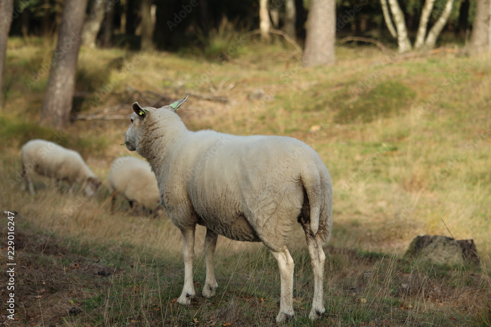 Fototapeta premium Sheep