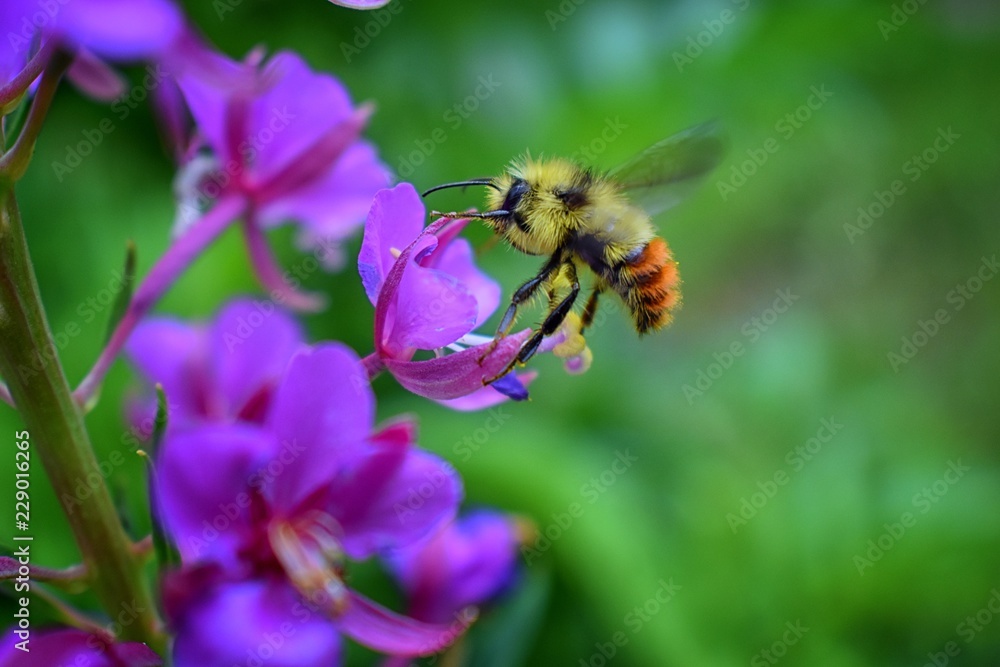 Bumble bee (Bombus huntii, Hymenoptera, Apidae, Bombinae) collecting pollen and nectar from wild flowers along hiking trails to Doughnut Falls in Big Cottonwood Canyon, in the Wasatch front Rocky Moun Bumble bee (Bombus huntii, Hymenoptera, Apidae, Bombinae) collecting pollen and nectar from wild flowers along hiking trails to Doughnut Falls in Big Cottonwood Canyon, in the Wasatch front Rocky Moun
