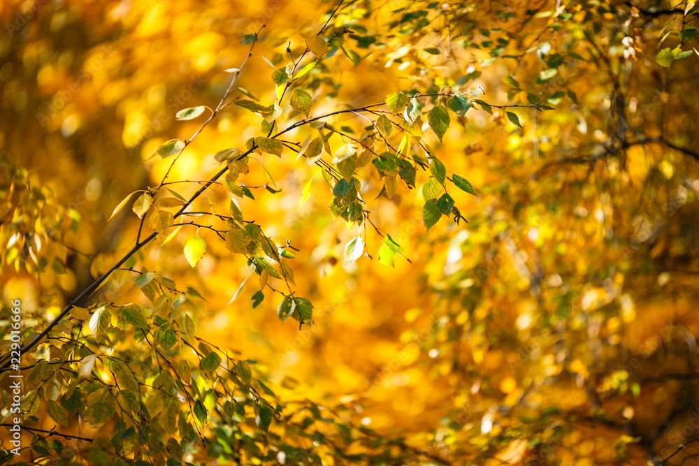 Falling autumn birch leaves